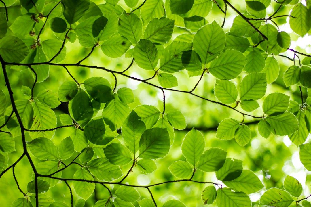 The Micro-Press Revolution: How Niche Media Networks Are Redefining Tech and Climate Publishing